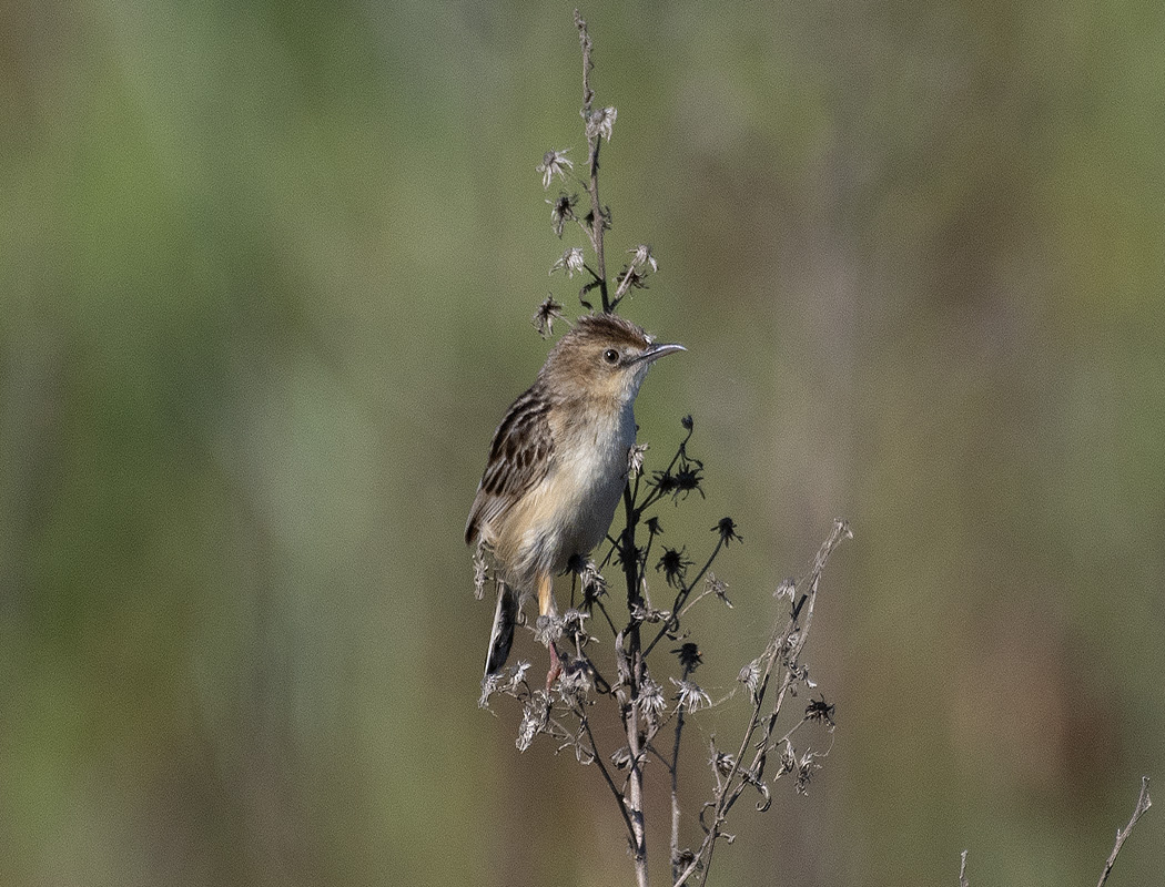 Zitting Cisticola