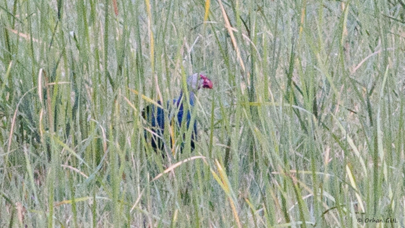 Grey-headed Swamphen