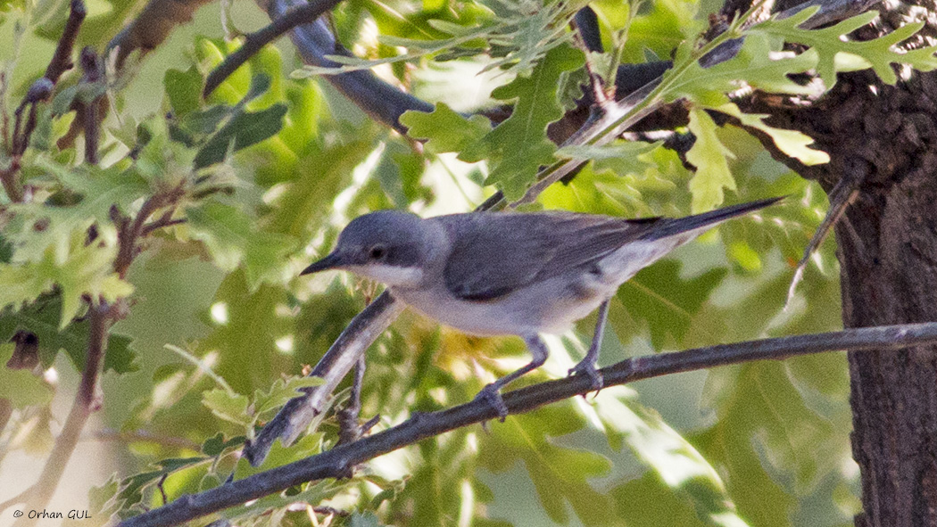 Eastern Orphean Warbler