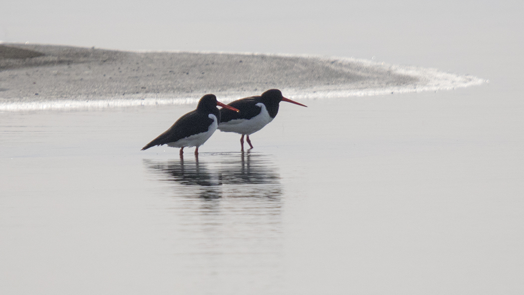 Eurasian Oystercatcher