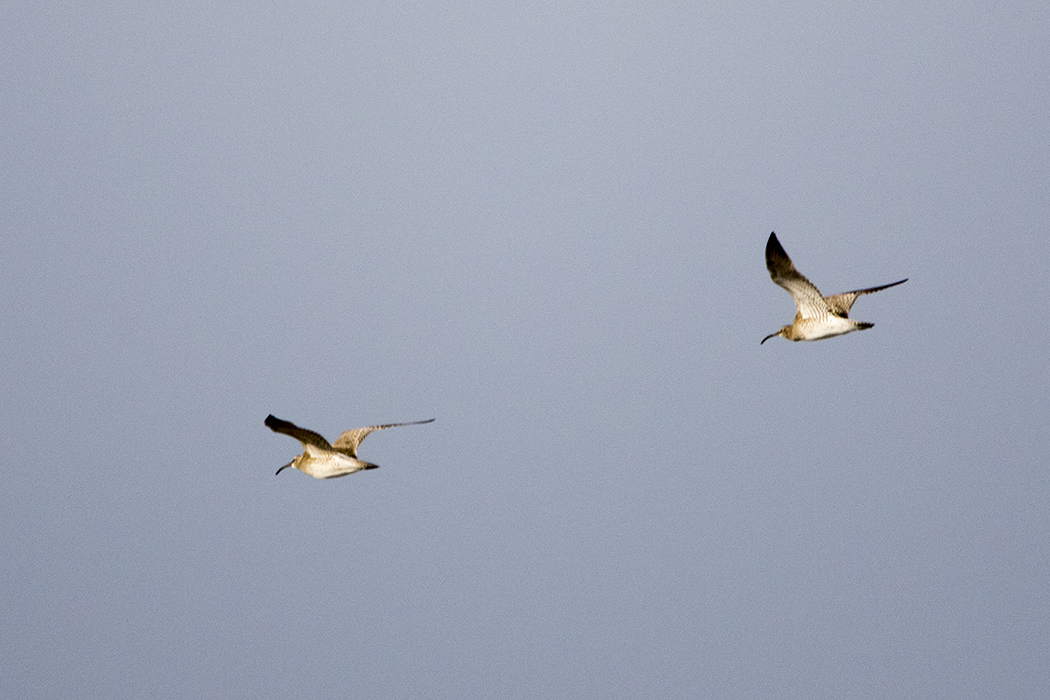 Eurasian Whimbrel
