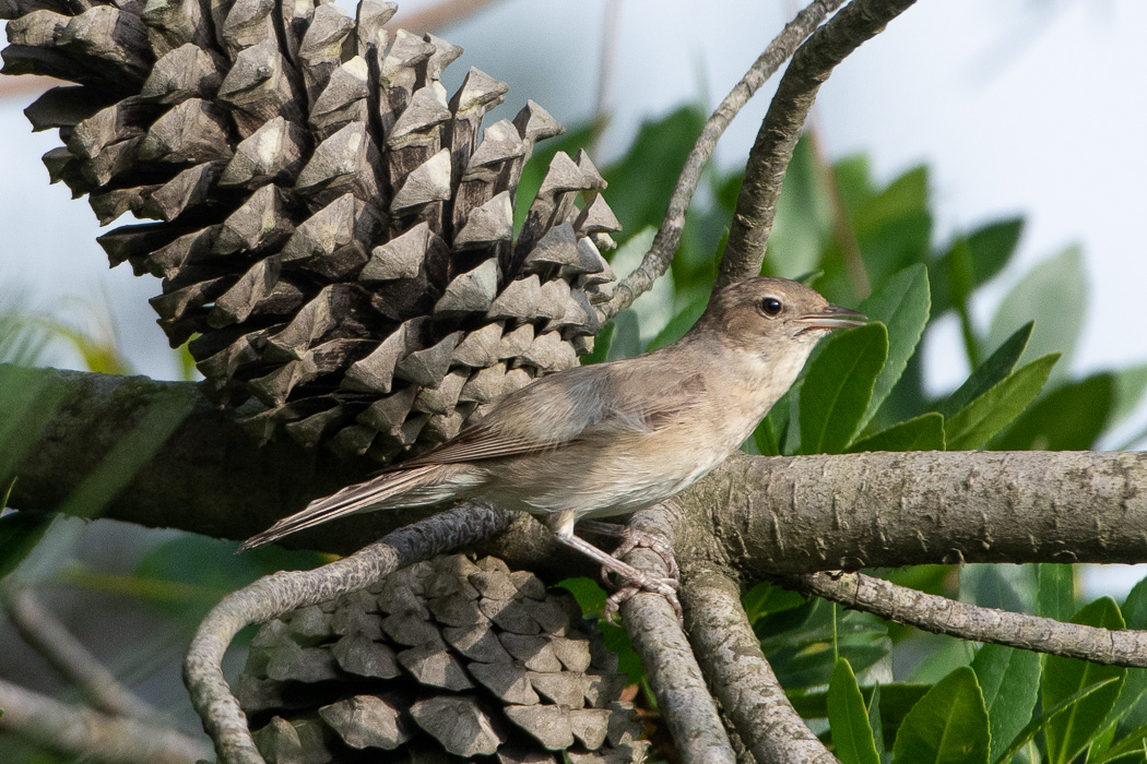 Garden Warbler
