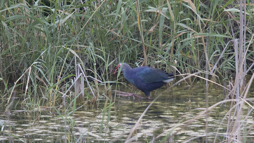 Grey-headed Swamphen