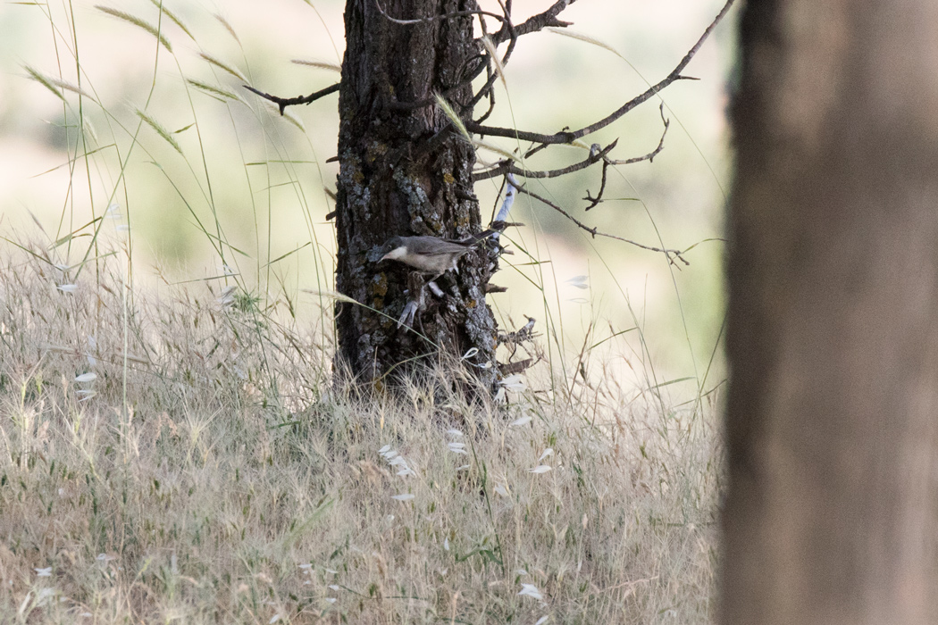 Eastern Orphean Warbler
