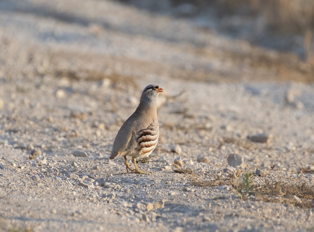 See-see Partridge