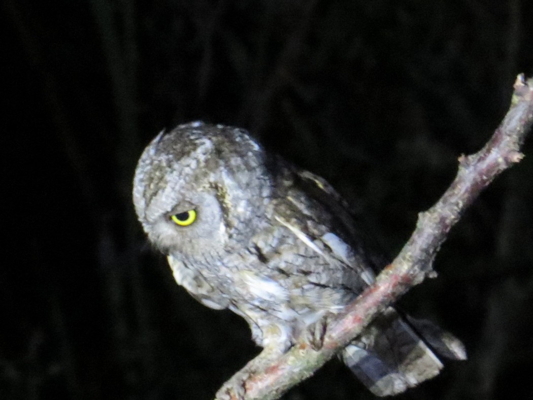 Eurasian Scops Owl