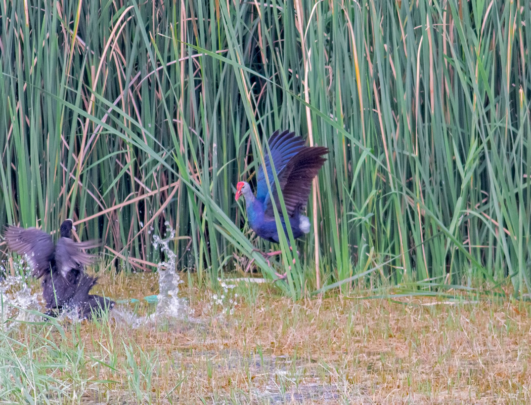 Grey-headed Swamphen