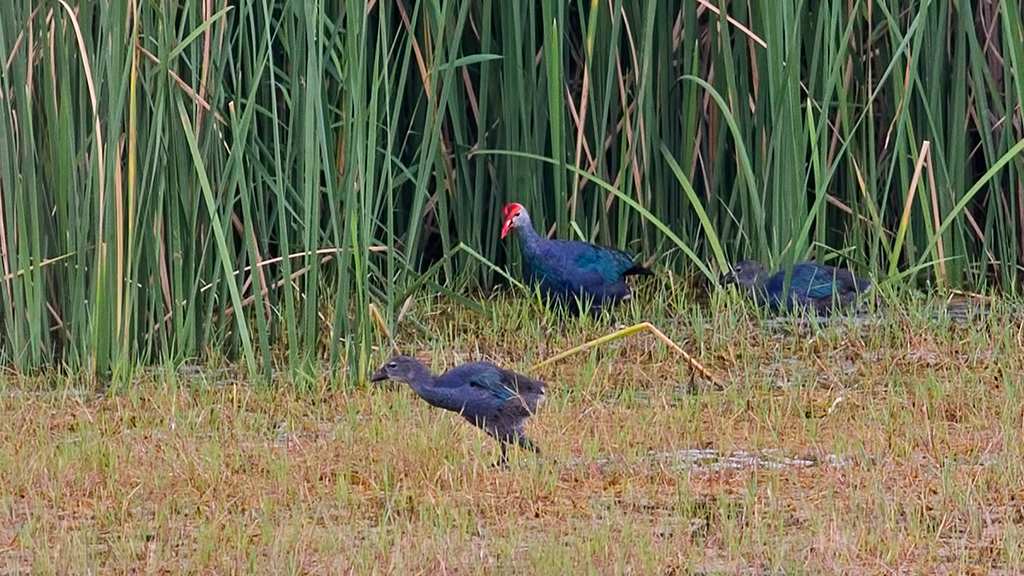 Grey-headed Swamphen
