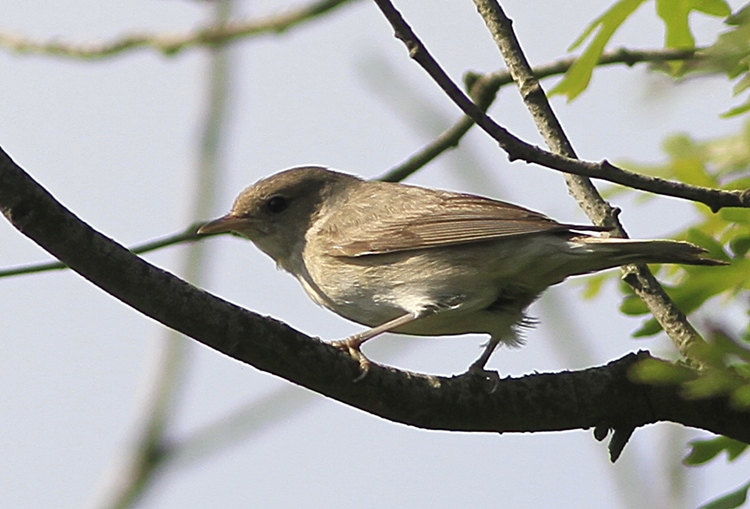 Garden Warbler