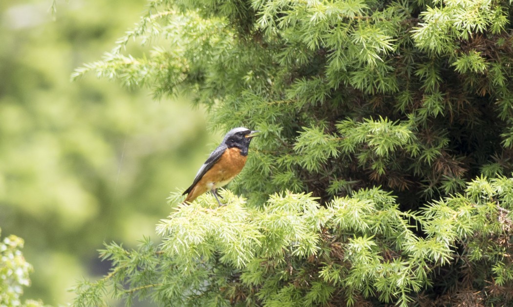 Common Redstart