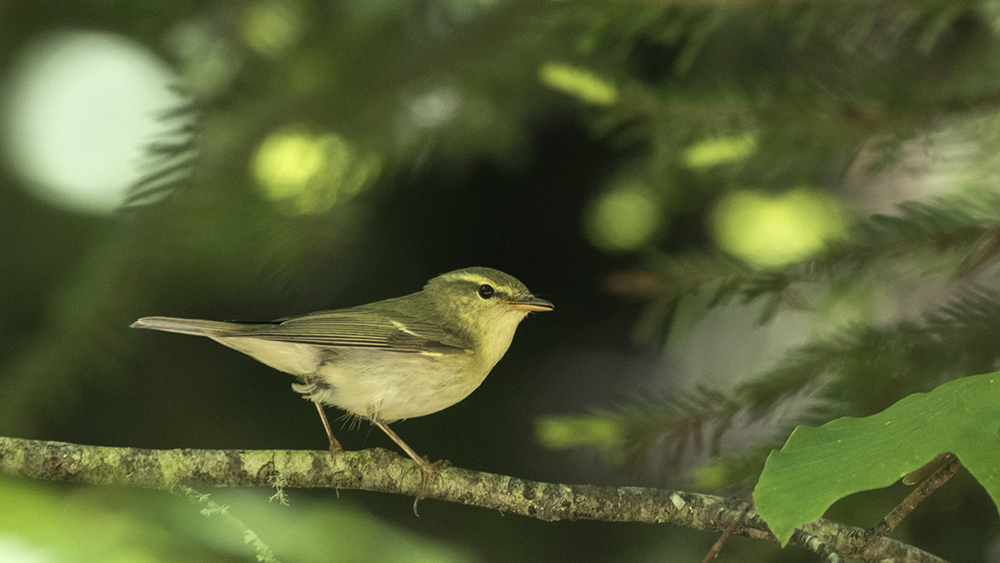 Green Warbler