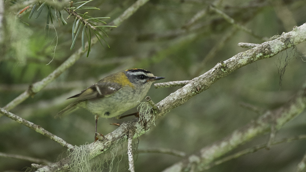 Common Firecrest