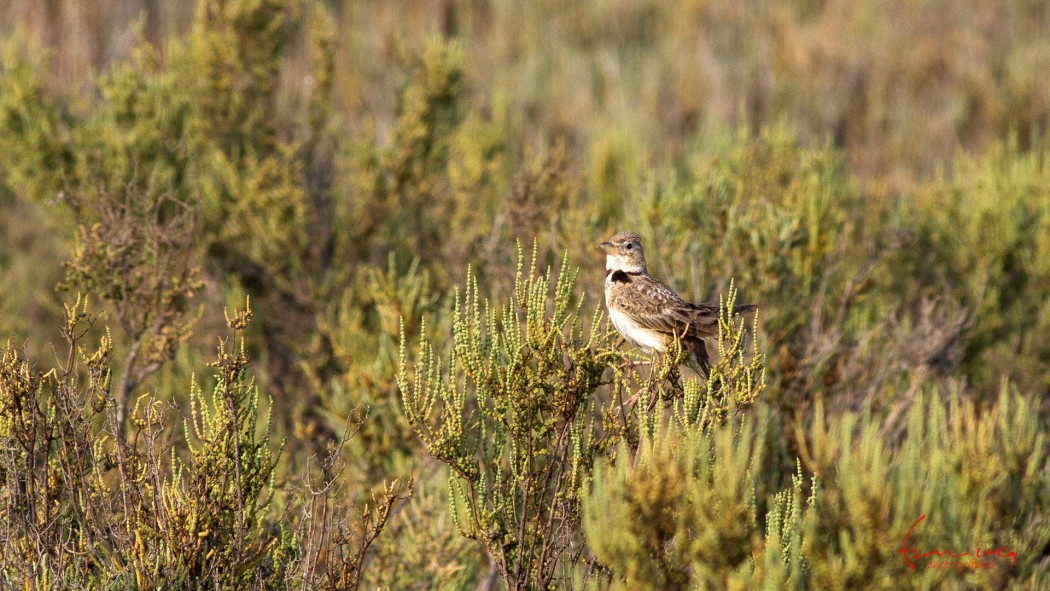Calandra Lark