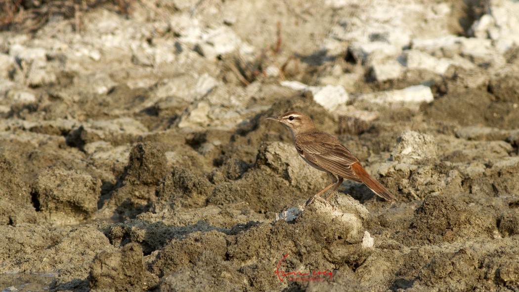 Rufous-tailed Scrub Robin