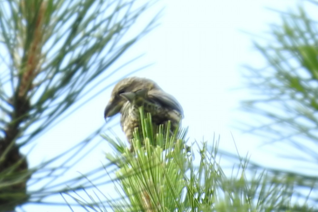 Red Crossbill