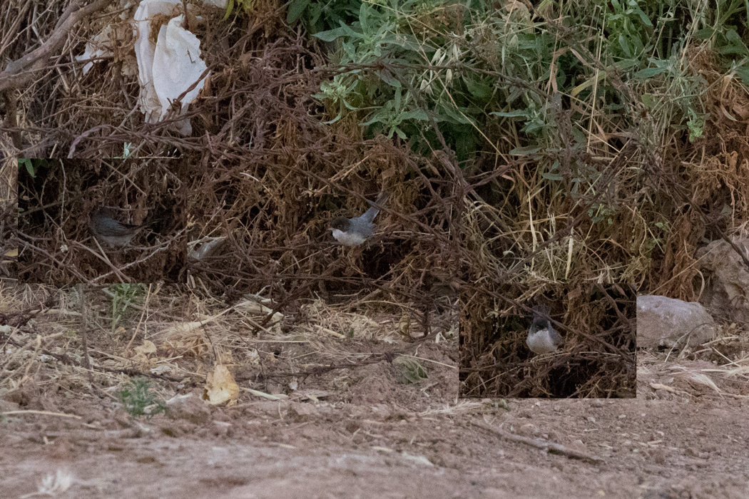 Menetries`s Warbler