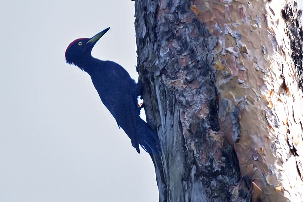 Black Woodpecker