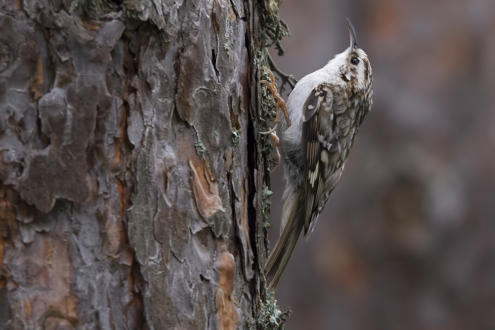 Eurasian Treecreeper