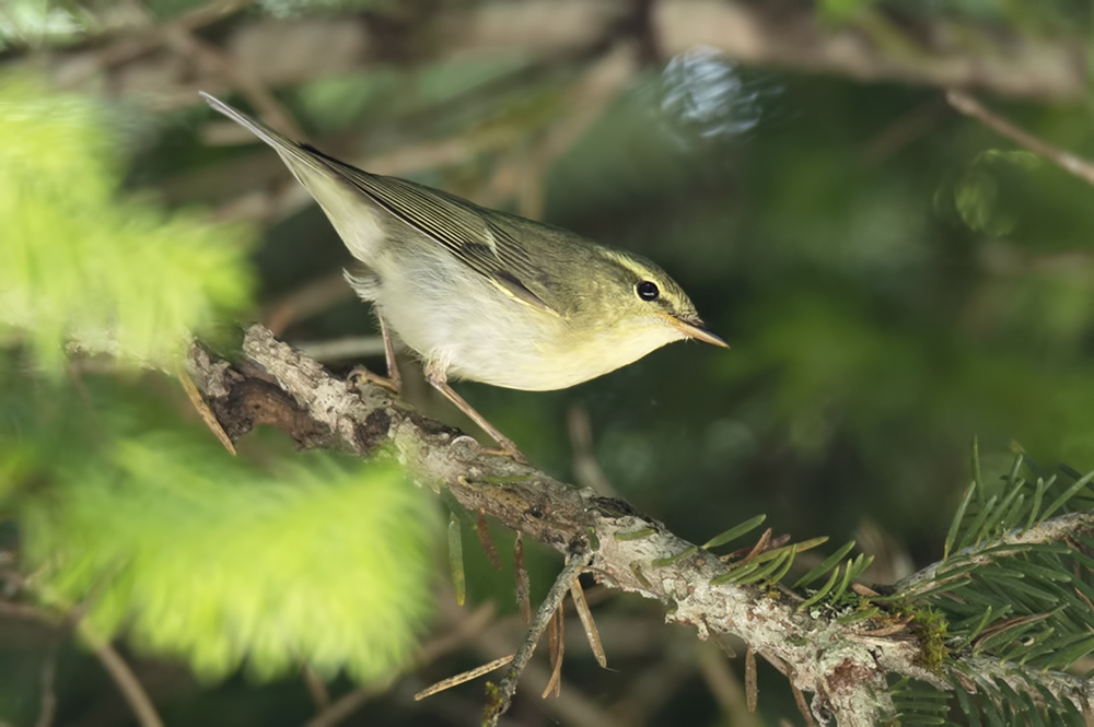 Green Warbler