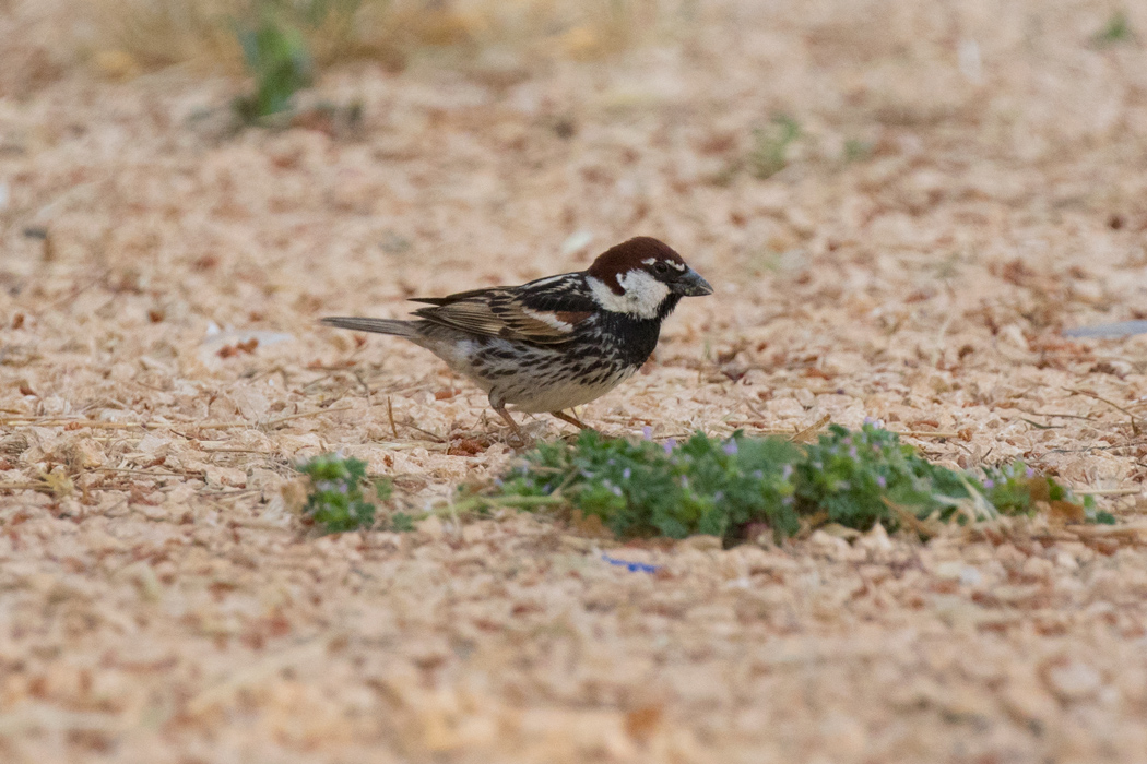 Spanish Sparrow