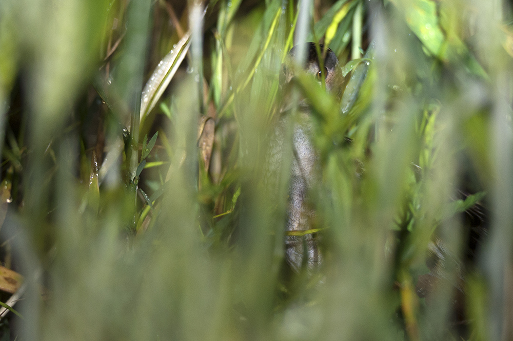 Corn Crake