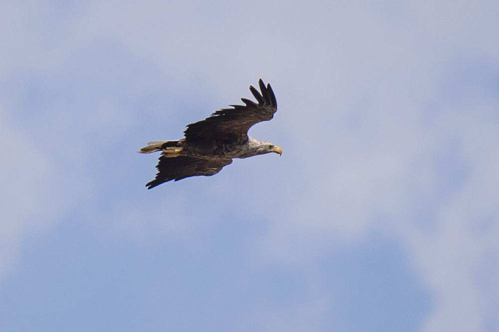 White-tailed Eagle