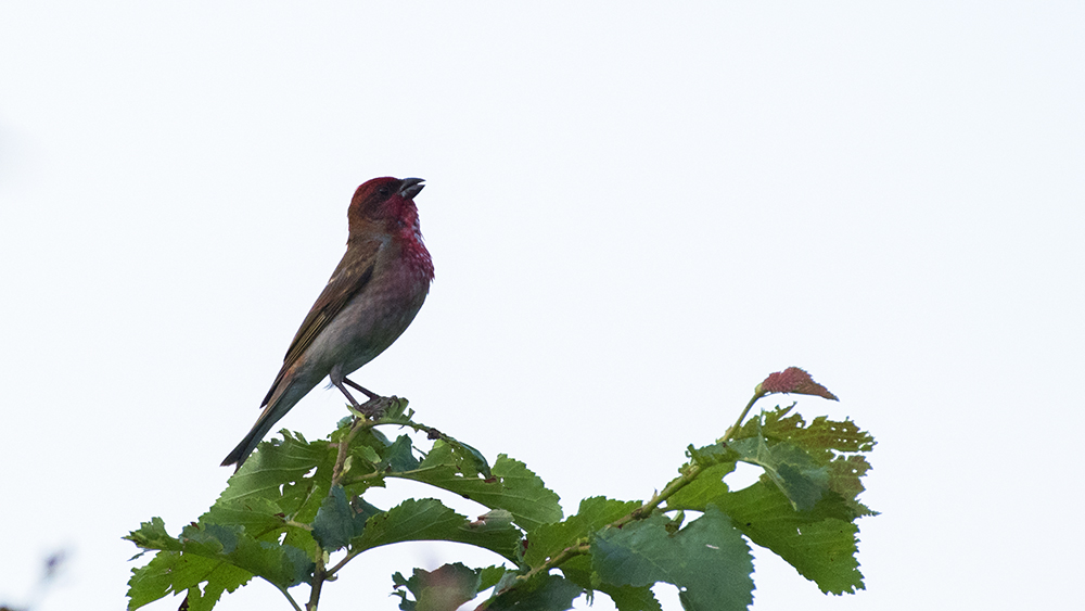 Common Rosefinch