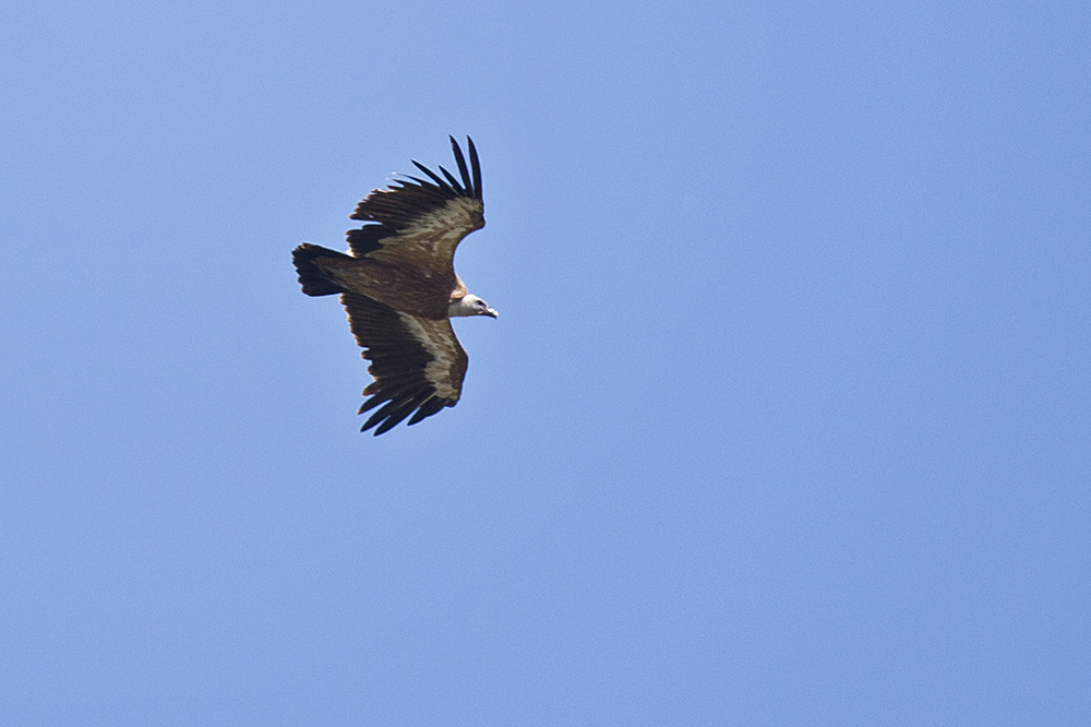 Griffon Vulture
