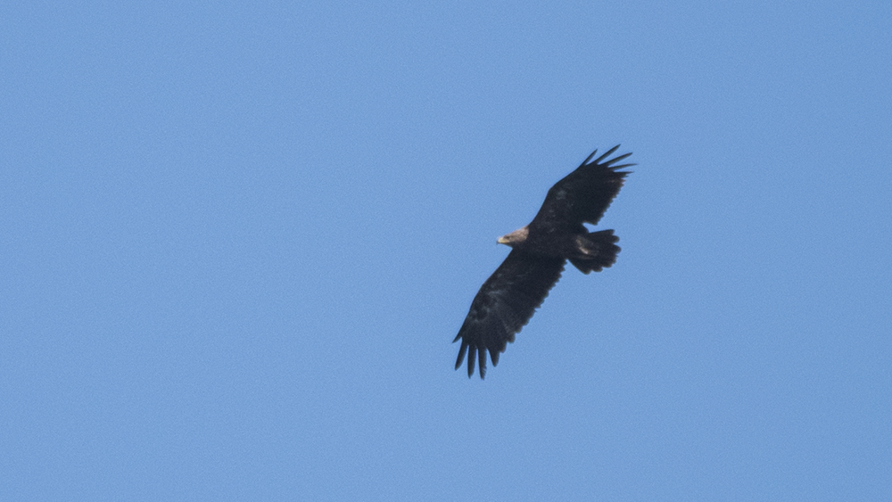 Lesser Spotted Eagle