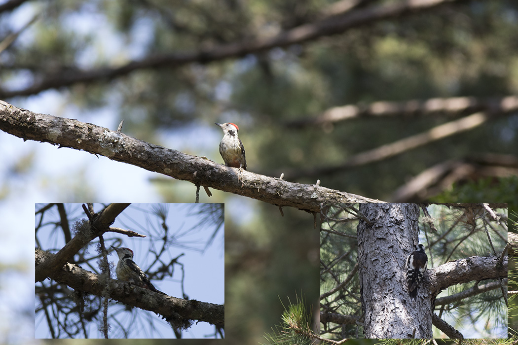 Middle Spotted Woodpecker