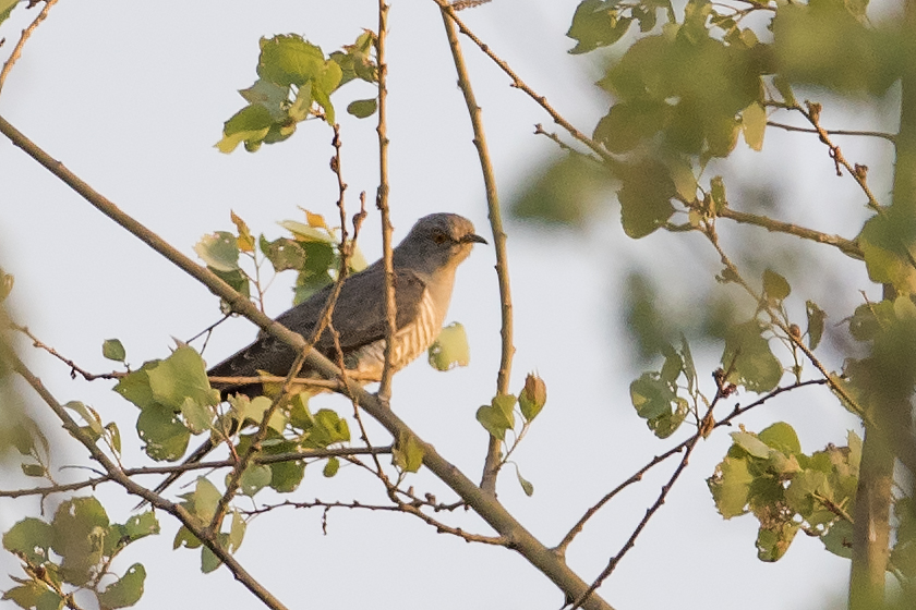 Common Cuckoo