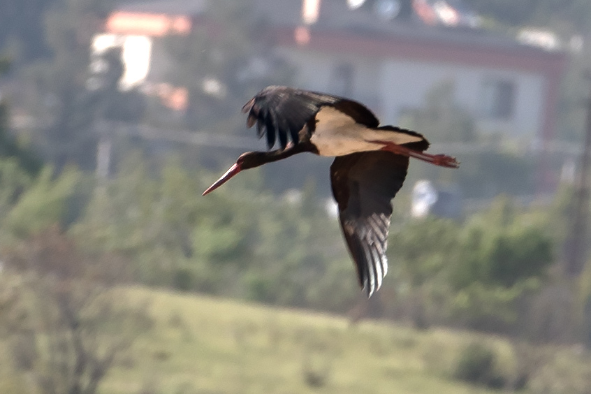 Black Stork