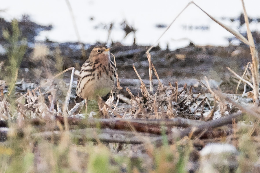 Red-throated Pipit
