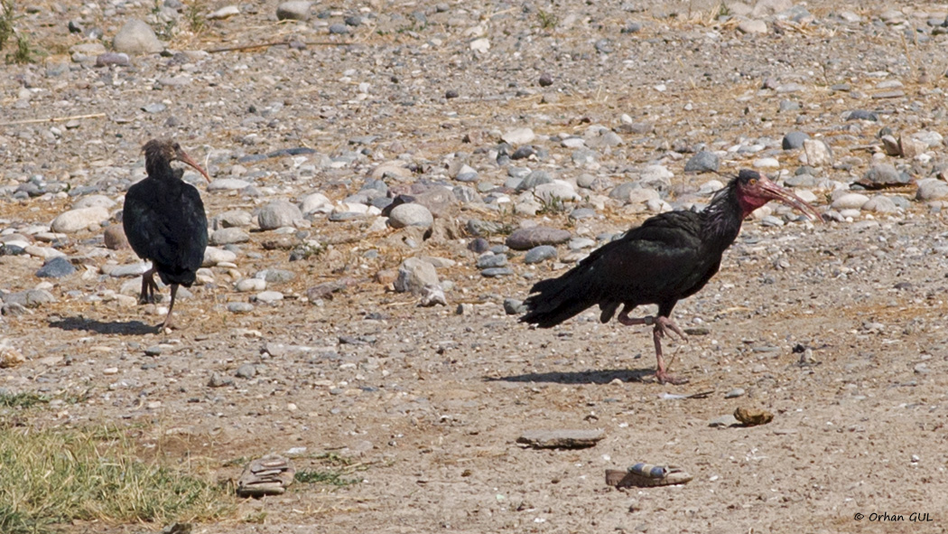 Northern Bald Ibis