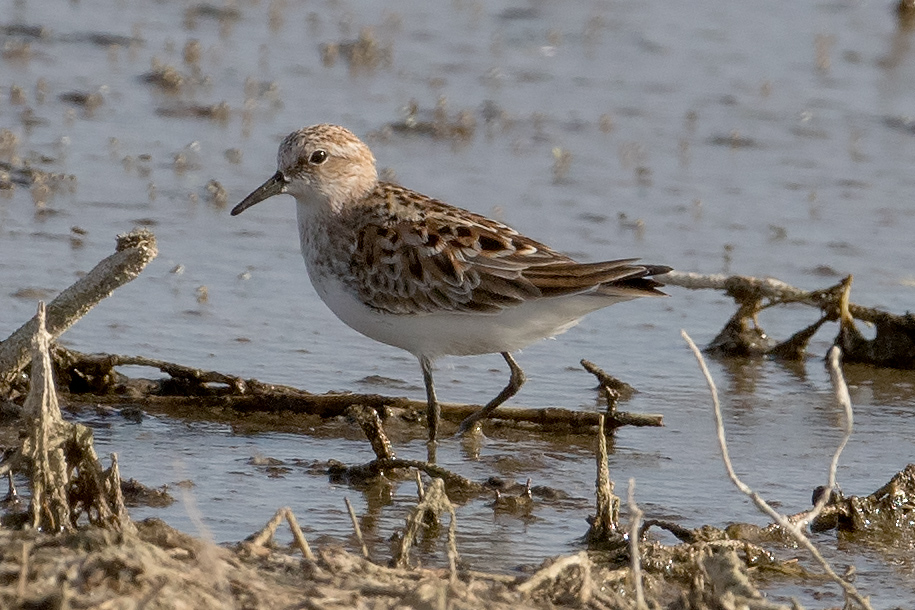 Little Stint