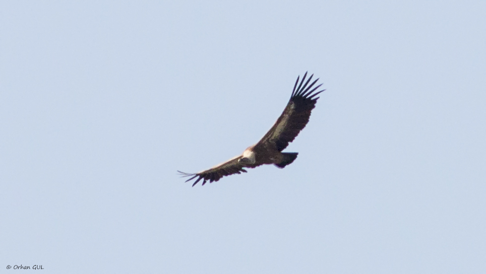 Griffon Vulture