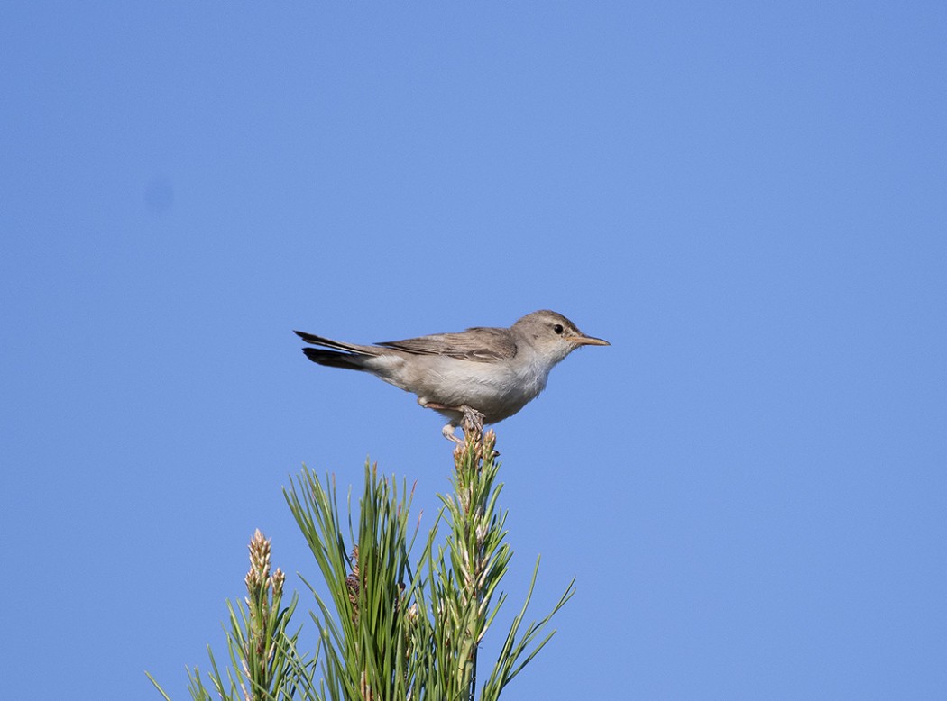 Upcher`s Warbler