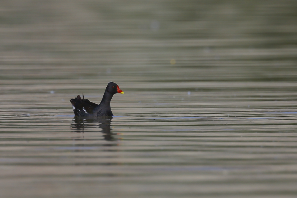 Common Moorhen