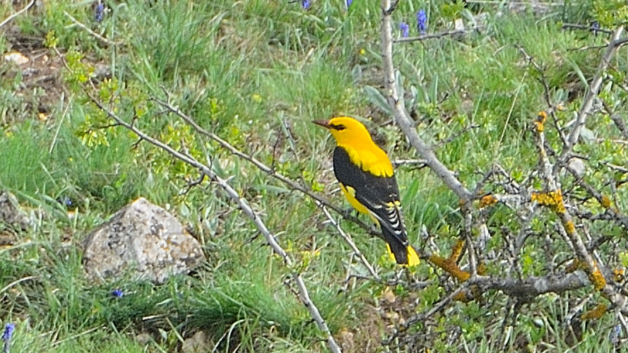 Eurasian Golden Oriole