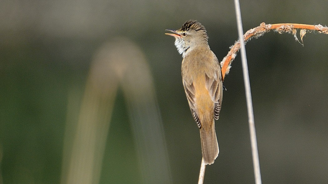 Great Reed Warbler