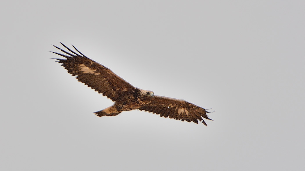 Golden Eagle