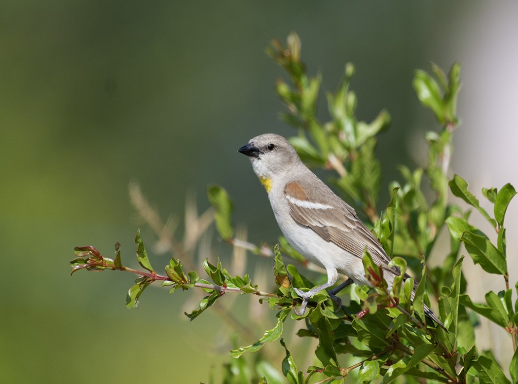 Yellow-throated Sparrow