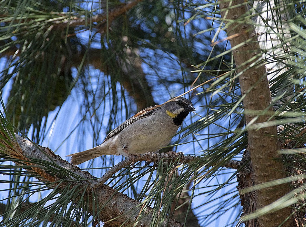 Dead Sea Sparrow