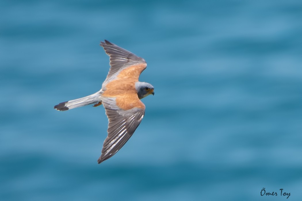 Lesser Kestrel