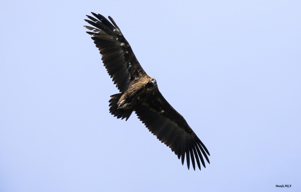 Cinereous Vulture