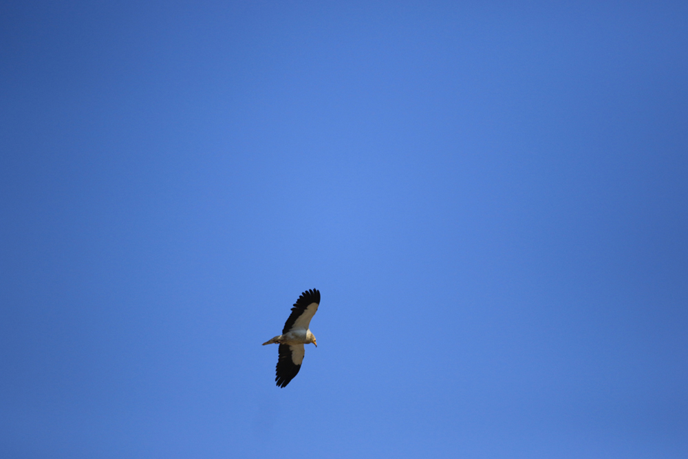 Egyptian Vulture