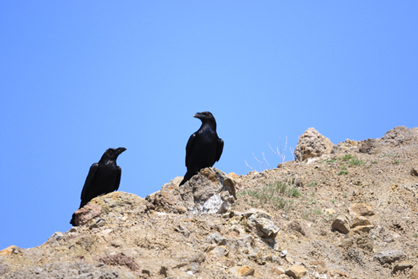 Northern Raven