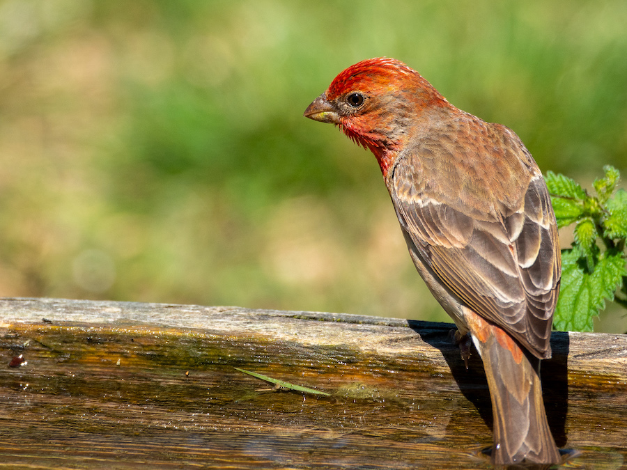 Common Rosefinch