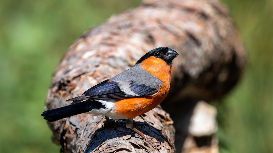 Eurasian Bullfinch