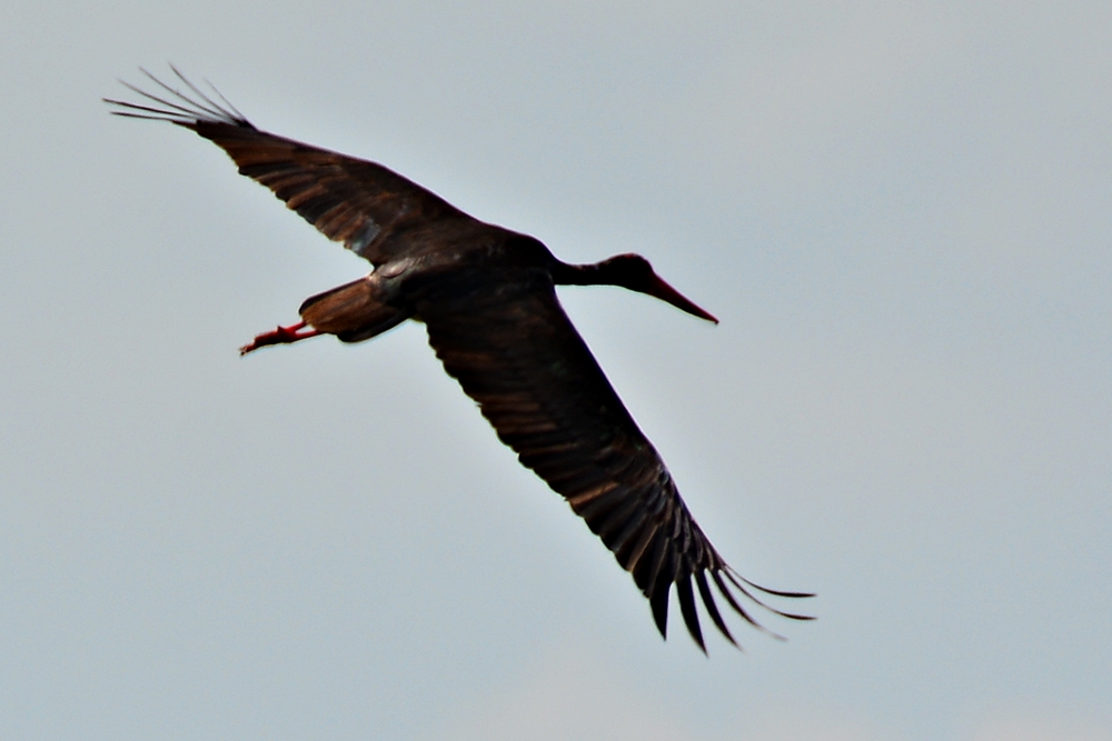 Black Stork